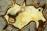 Polished Septarian Slab - Utah #378503-1